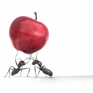 Ant_apple